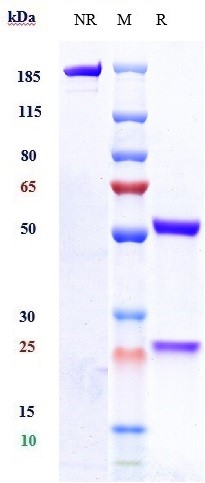 0 - Anti-Tau Reference Antibody (zagotenemab) APR10280