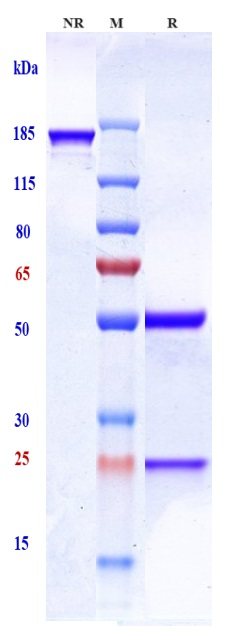 0 - Anti-Integrin a2b3 (ITGA2 & ITGB3) Reference Antibody (tadocizumab) APR10281