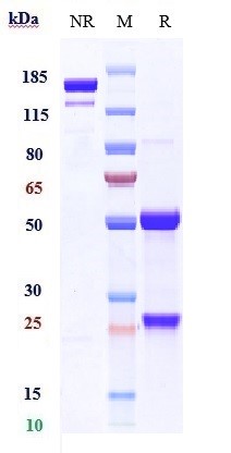 0 - Anti-BST2 / CD317 Reference Antibody (XmAb 5592) APR10282