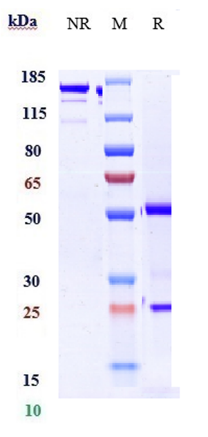 0 - Anti-TNFSF2 / TNFa Reference Antibody (golimumab) APR10284