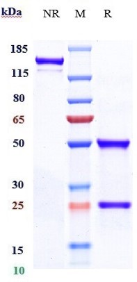 0 - Anti-CALCA / CGRP Reference Antibody (eptinezumab) APR10286