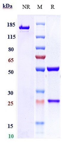 0 - Anti-ICOS / CD278 Reference Antibody (vopratelimab) APR10287