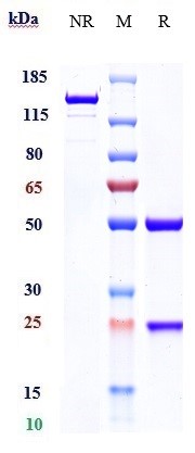 0 - Anti-GDF15 / MIC1 Reference Antibody (CTL-002) APR10290