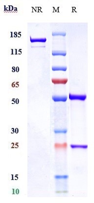 0 - Anti-CD3 Reference Antibody (visilizumab) APR10291
