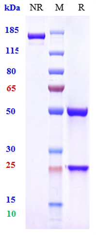 0 - Anti-TNFSF13 / APRIL / CD256 Reference Antibody (sibeprenlimab) APR10292