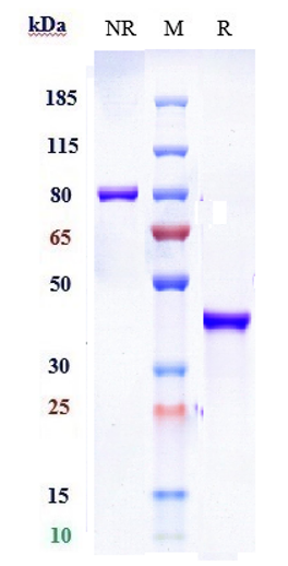 0 - Anti-SLC2A8 Reference Antibody (VB1-050) APR10293
