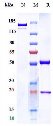 0 - Anti-GM3 Reference Antibody (racotumomab) APR10294