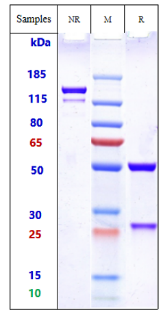 0 - Anti-FZD Reference Antibody (vantictumab) APR10295