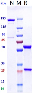 0 - Anti-Integrin a4 / ITGA4 / CD49d Reference Antibody (natalizumab) APR10298