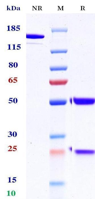 0 - Anti-EpCAM / TROP1 / CD326 Reference Antibody (Tucotuzumab) APR10300