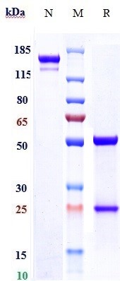 0 - Anti-ENTPD1 / CD39 Reference Antibody (TTX-030) APR10301