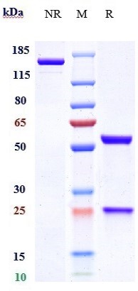 0 - Anti-SOST / Sclerostin Reference Antibody (blosozumab) APR10302