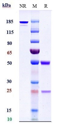 0 - Anti-TNFSF2 / TNFa Reference Antibody (adalimumab) APR10304