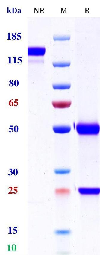0 - Anti-CD20 / MS4A1 Reference Antibody (TRU-015) APR10305