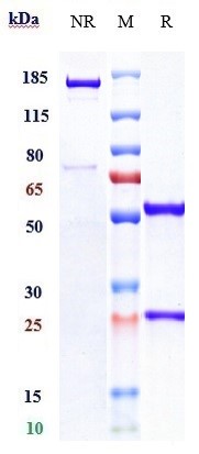 0 - Anti-CD4 Reference Antibody (ibalizumab) APR10306