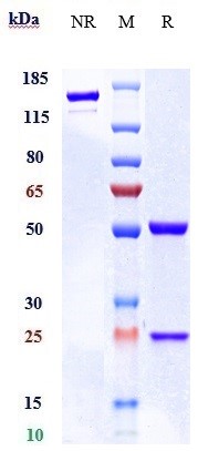 0 - Anti-Endoglin / CD105 Reference Antibody (carotuximab) APR10307