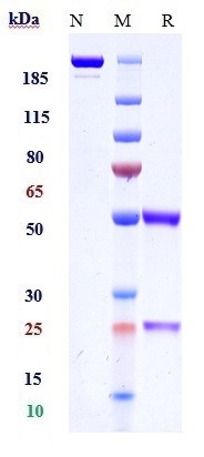 0 - Anti-TLR2 / CD282 Reference Antibody (tomaralimab) APR10310