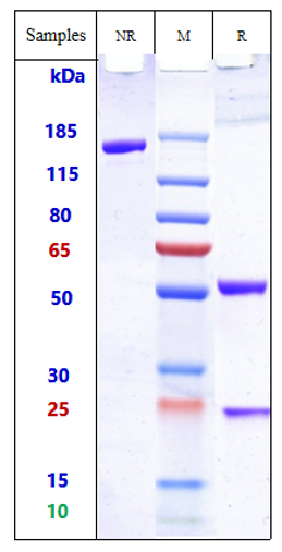 0 - Anti-TCR Reference Antibody (TOL101) APR10311