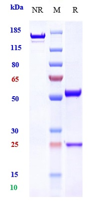 0 - Anti-NT5E / CD73 Reference Antibody (uliledlimab) APR10313