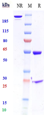 0 - Anti-HGF / SF Reference Antibody (TAK-701) APR10317
