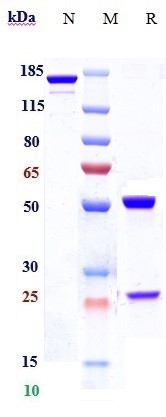0 - Anti-CCR2 / CD192 Reference Antibody (plozalizumab) APR10318