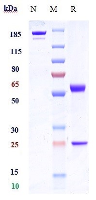0 - Anti-FZD10 Reference Antibody (tabituximab) APR10319