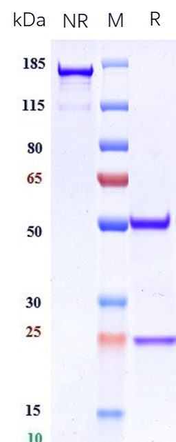 0 - Anti-Integrin aVb6 (ITGAV & ITGB6) Reference Antibody (STX-100) APR10321