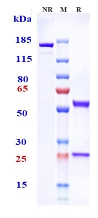 0 - Anti-Tenascin C Reference Antibody (tenatumomab) APR10322