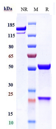 0 - Anti-GDF8 / Myostatin Reference Antibody (apitegromab) APR10323