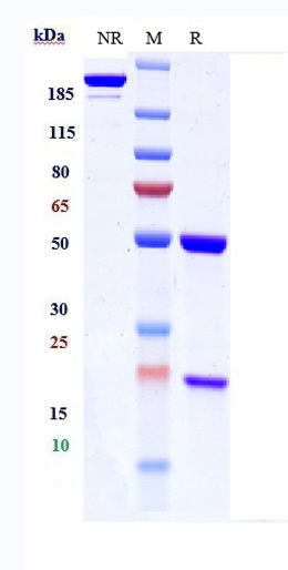 0 - Anti-SLITRK6 Reference Antibody (Sirtratumab vedotin) APR10325