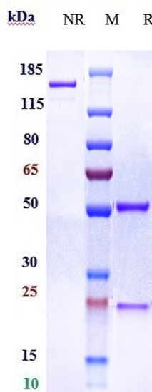 0 - Anti-Siglec-15 / CD33L3 Reference Antibody (AB-25E9) APR10326