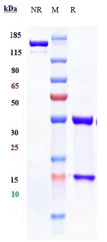 0 - Anti-CTLA-8 / IL-17a Reference Antibody (vunakizumab) APR10327