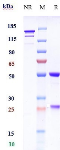 0 - Anti-F11 / Factor XI Reference Antibody (abelacimab) APR10330