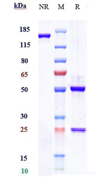 0 - Anti-P-Selectin / CD62p Reference Antibody (crizanlizumab) APR10331