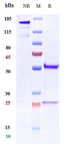 0 - Anti-CDH11 / Cadherin-11 Reference Antibody (RG6125) APR10333