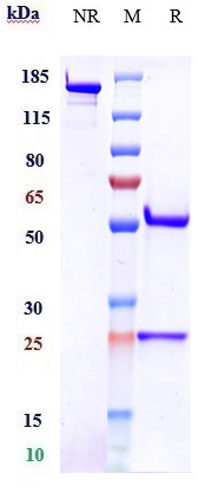 0 - Anti-PDCD1 / PD-1 / CD279 Reference Antibody (finotonlimab) APR10334