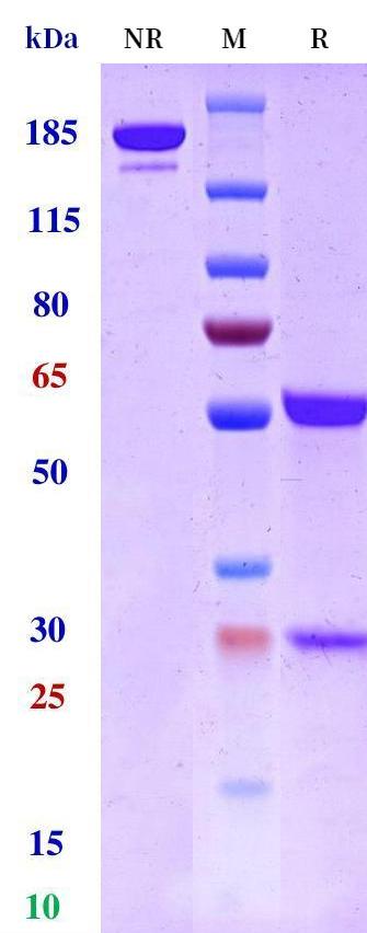 0 - Anti-CD20 / MS4A1 Reference Antibody (ripertamab) APR10335