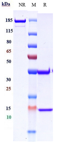 0 - Anti-ERBB1 / EGFR / HER1 Reference Antibody (demupitamab) APR10336