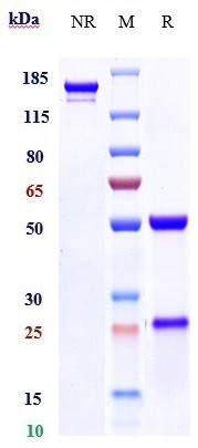 0 - Anti-Melanotransferrin / CD228 Reference Antibody (SC-005) APR10337
