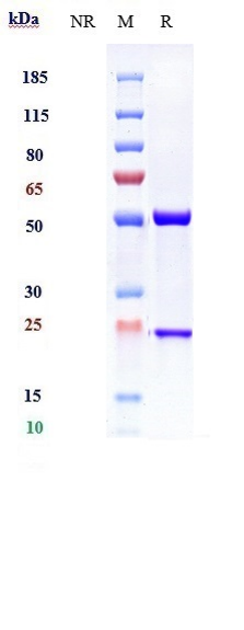 0 - Anti-IL-33 Reference Antibody (itepekimab) APR10338