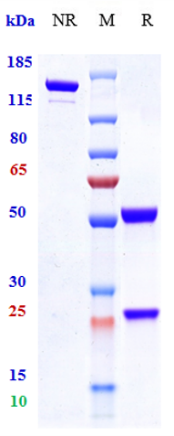0 - Anti-TNFSF5 / CD40L / CD154 Reference Antibody (ruplizumab) APR10343