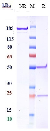 0 - Anti-IGF1R / CD221 Reference Antibody (robatumumab) APR10345