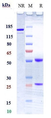 0 - Anti-TNFSF12 / TWEAK Reference Antibody (RO5458640) APR10347
