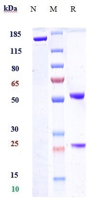 0 - Anti-Tau Reference Antibody (semorinemab) APR10348
