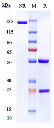 0 - Anti-P-Selectin / CD62p Reference Antibody (inclacumab) APR10349