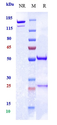 0 - Anti-PCSK9 Reference Antibody (ralpancizumab) APR10350
