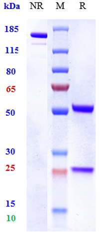 0 - Anti-TNFSF1 / TNFb Reference Antibody (pateclizumab) APR10352