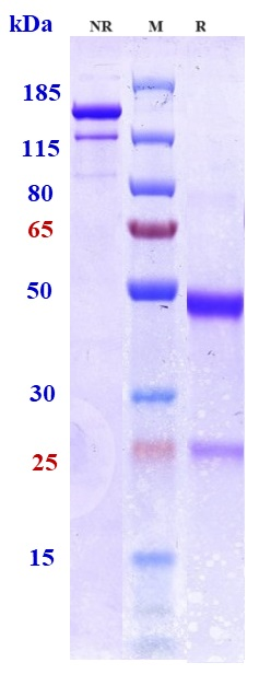 0 - Anti-Tau Reference Antibody (bepranemab) APR10353