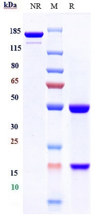 0 - Anti-CTLA-8 / IL-17a Reference Antibody (perakizumab) APR10354