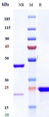 0 - Anti-VEGF Reference Antibody (ranibizumab) APR10355